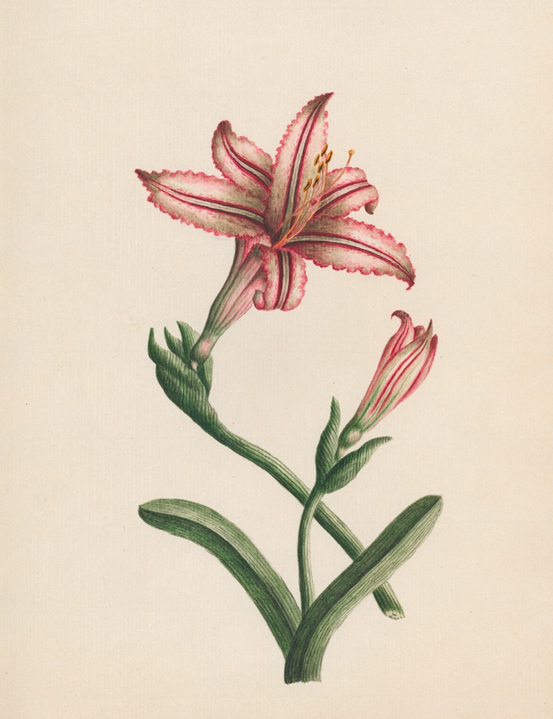 R. B. F. - Amaryllis vittata – Belladonna