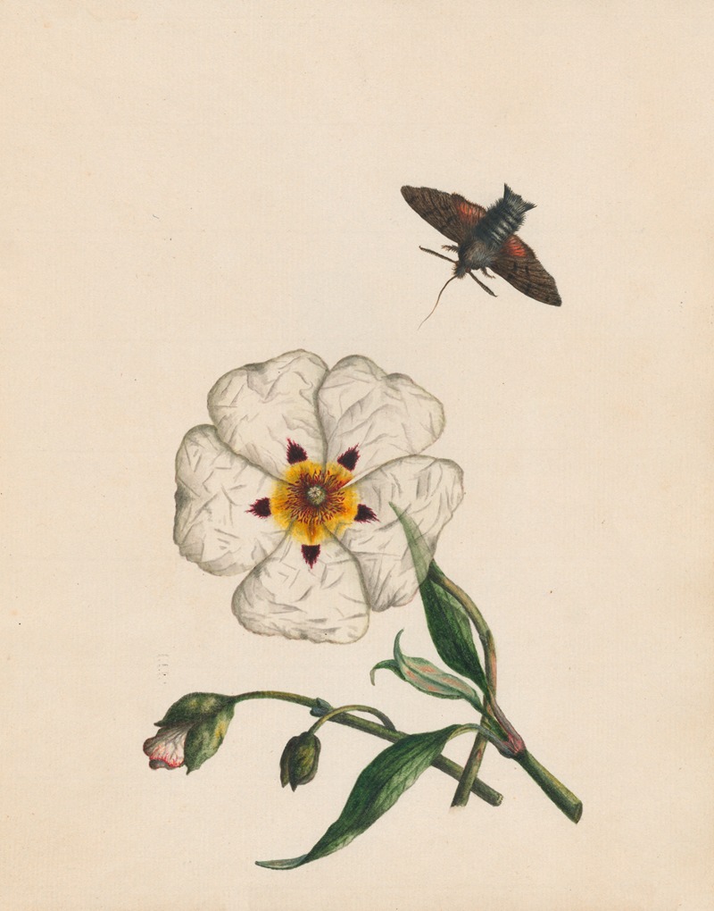 R. B. F. - Bee moth, Gum asters or Rock-rose;  native of Spain