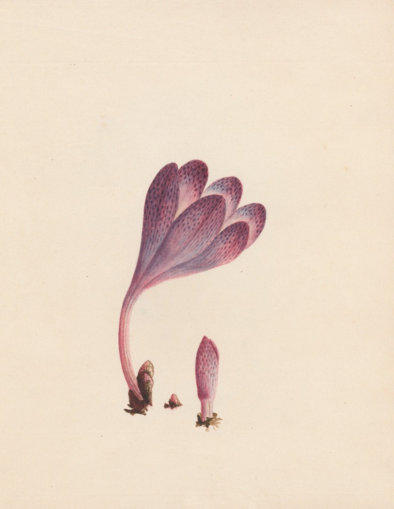 R. B. F. - Colchicum – autumnal crocus; England