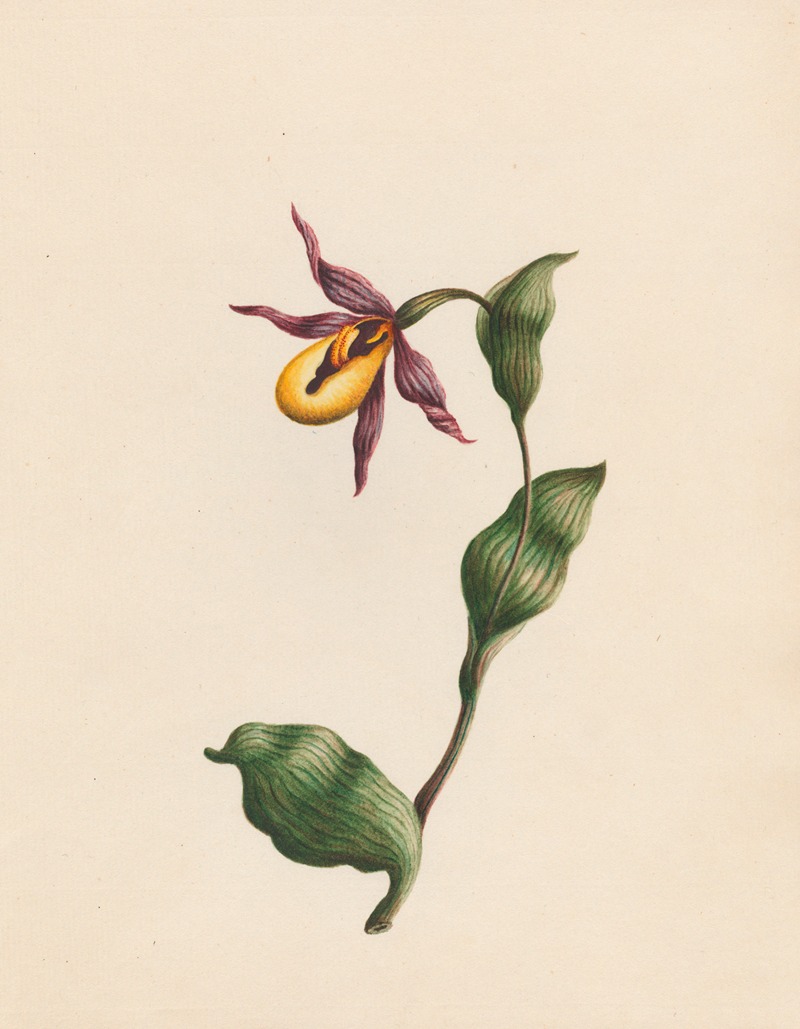 R. B. F. - Cypripedium – Ladies-slipper; England