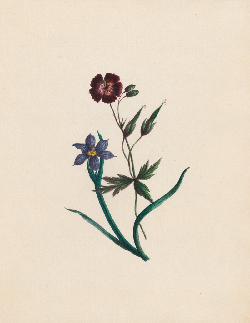 R. B. F. - Geranium phaeum, & Iccia; England & Africa