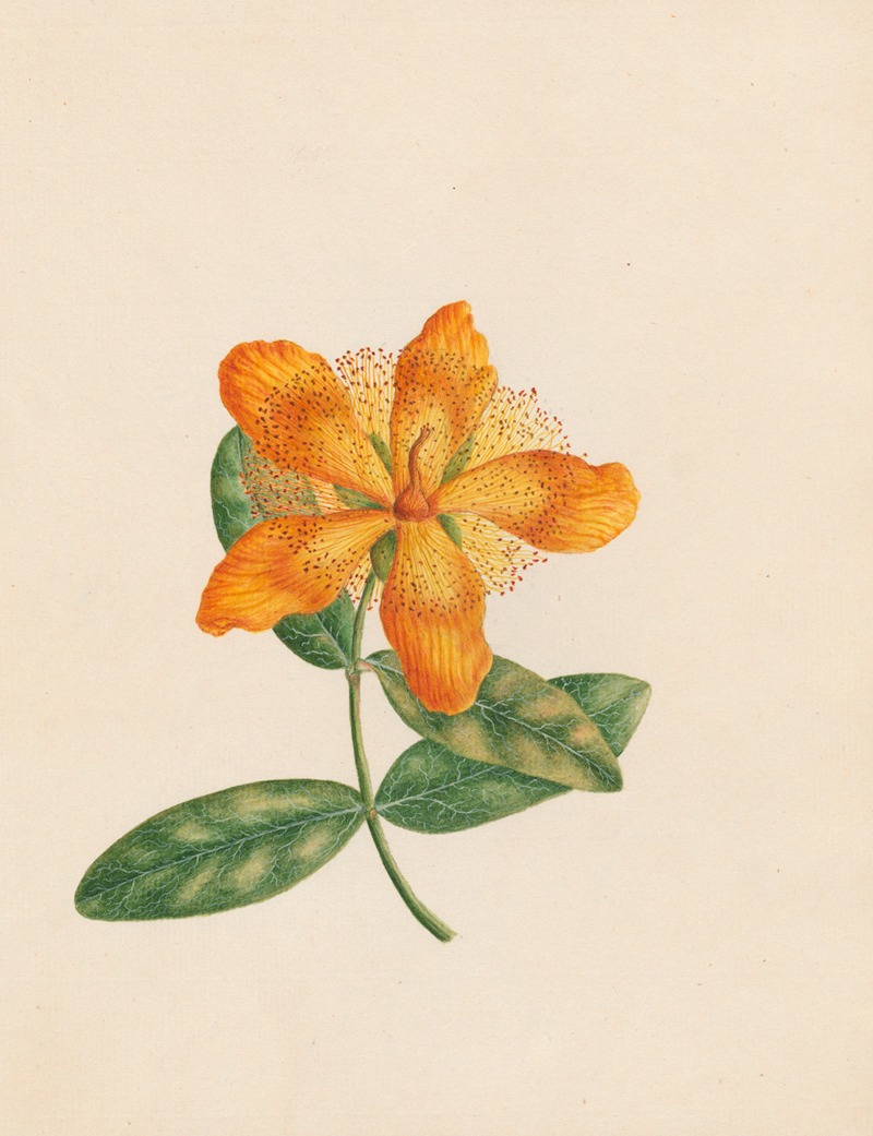 R. B. F. - Hypericum Ascyron – Park leaves; vicinity of Constantinople