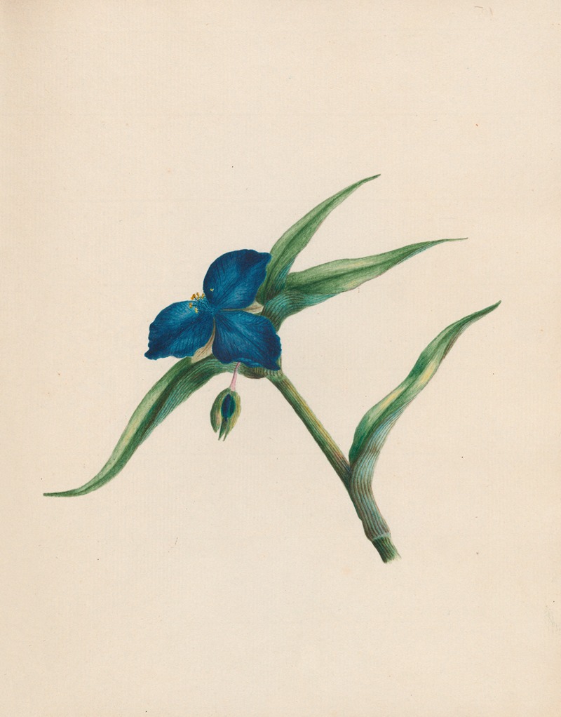 R. B. F. - Tradescantia – Virginian spiderwort