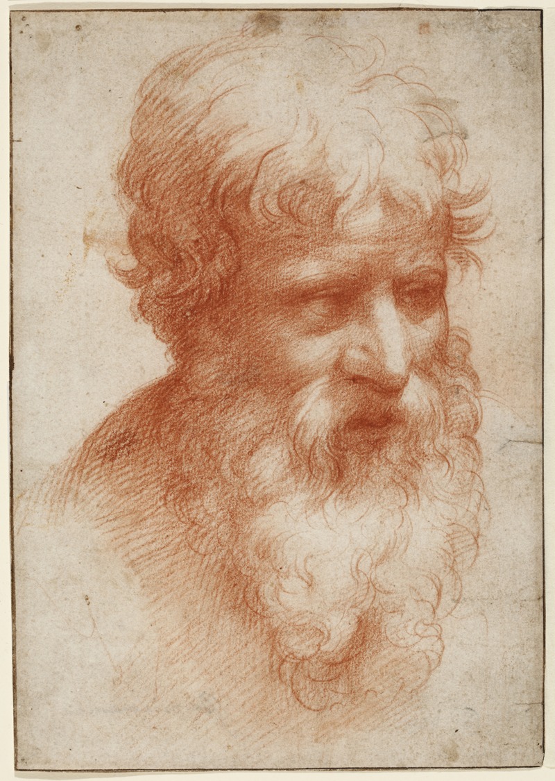 Parmigianino - Head of a Bearded Man, looking right