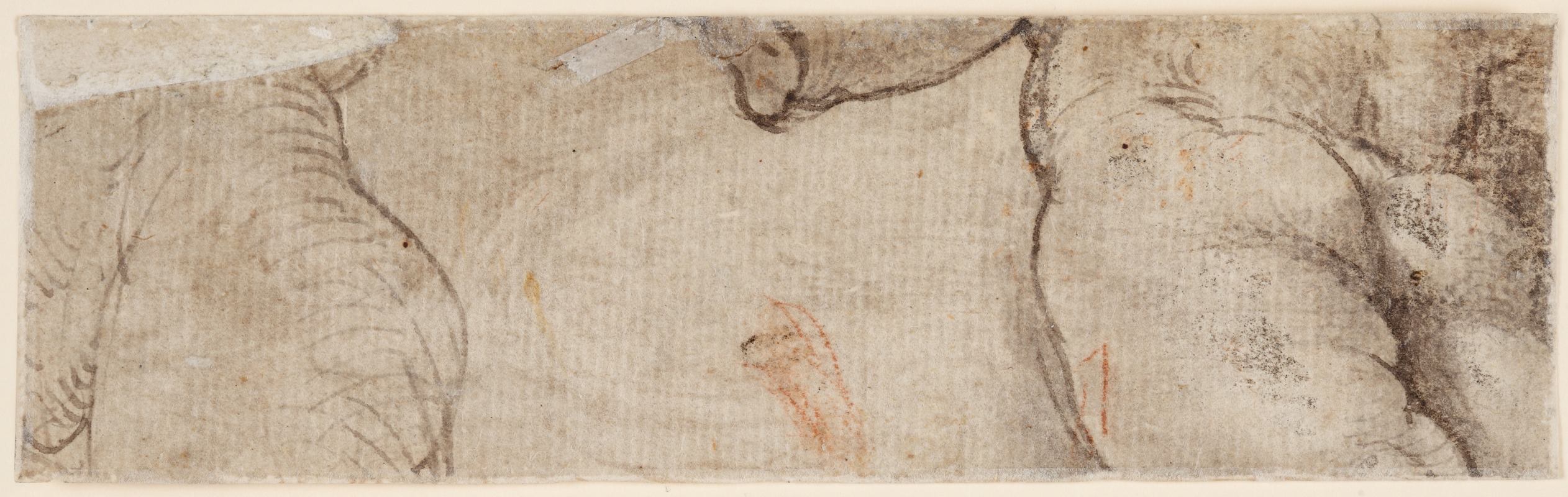 Parmigianino - Zwei Puttenkörper (fragmentarisch)
