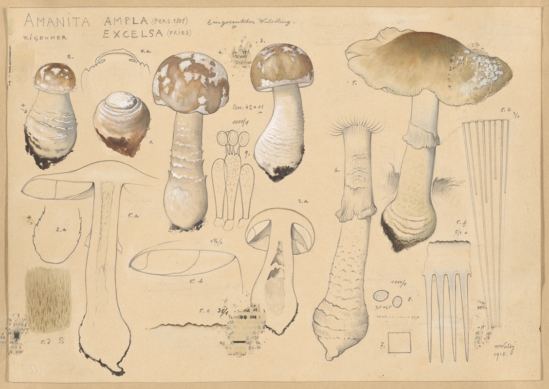 Hans Walty - Amanita ampla (Pers. 1801), excelsa (Fries)