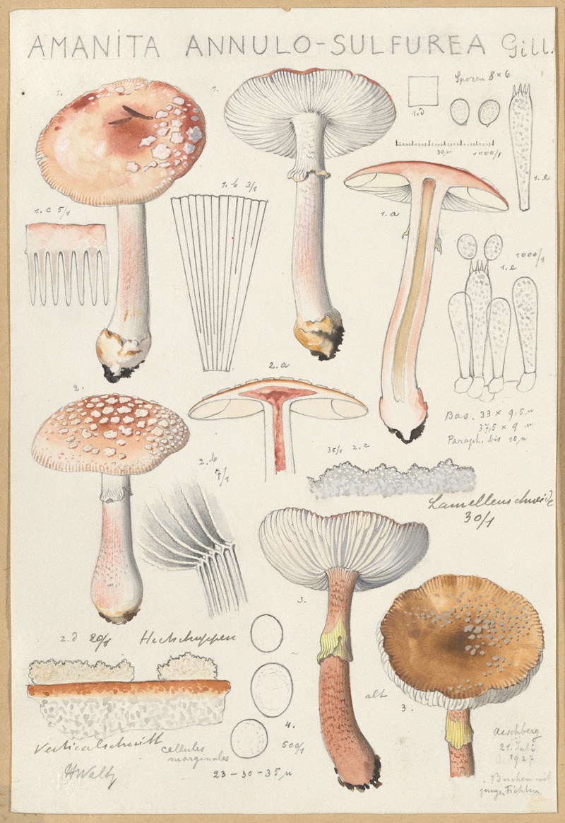 Hans Walty - Amanita annulo-sulfurea