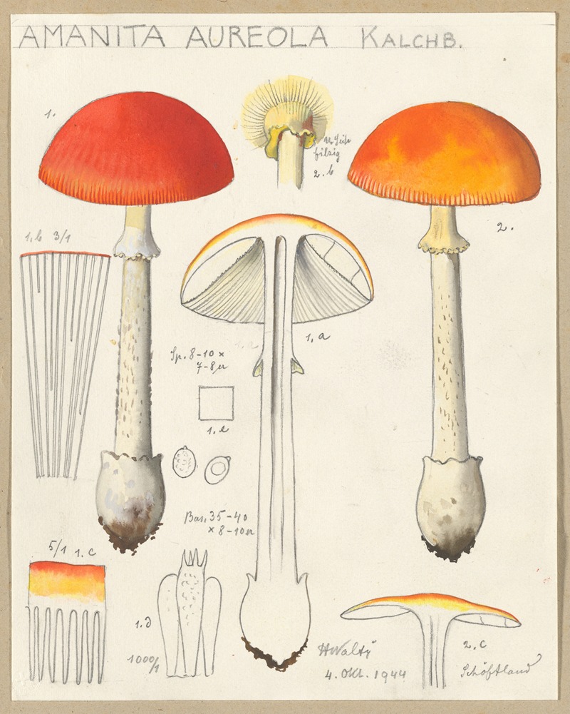 Hans Walty - Amanita aureola Kalchb.