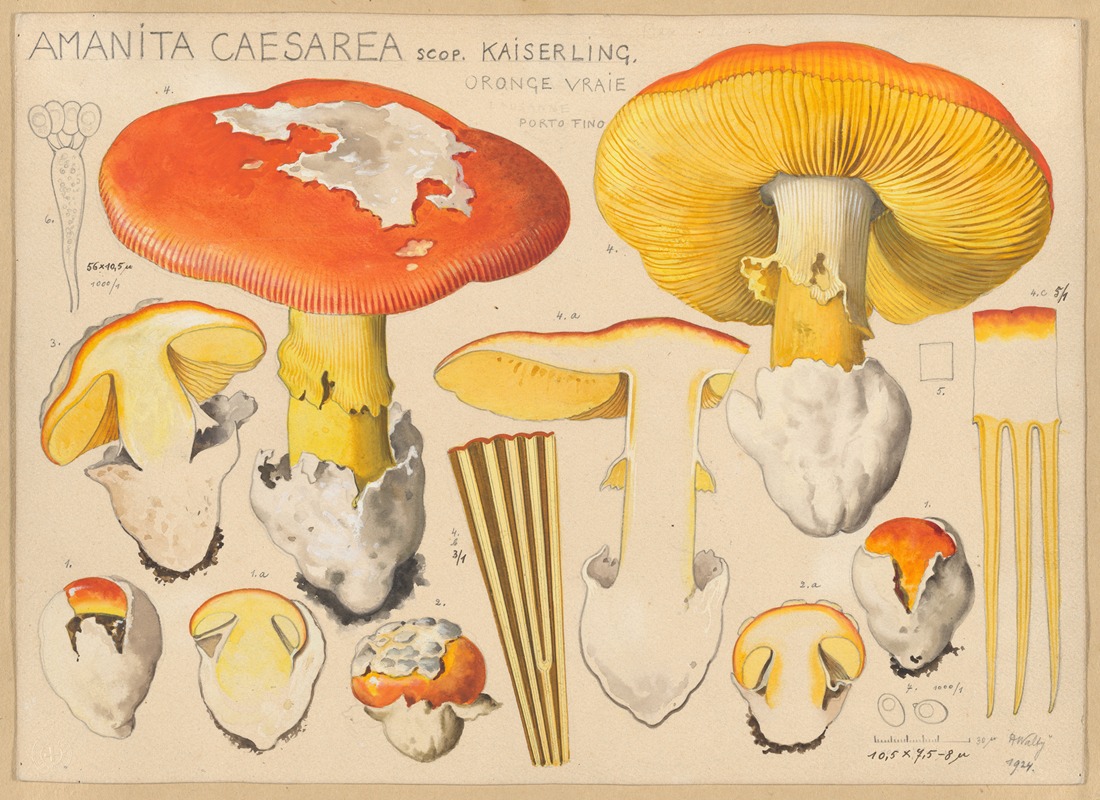 Hans Walty - Amanita caesarea Scop.