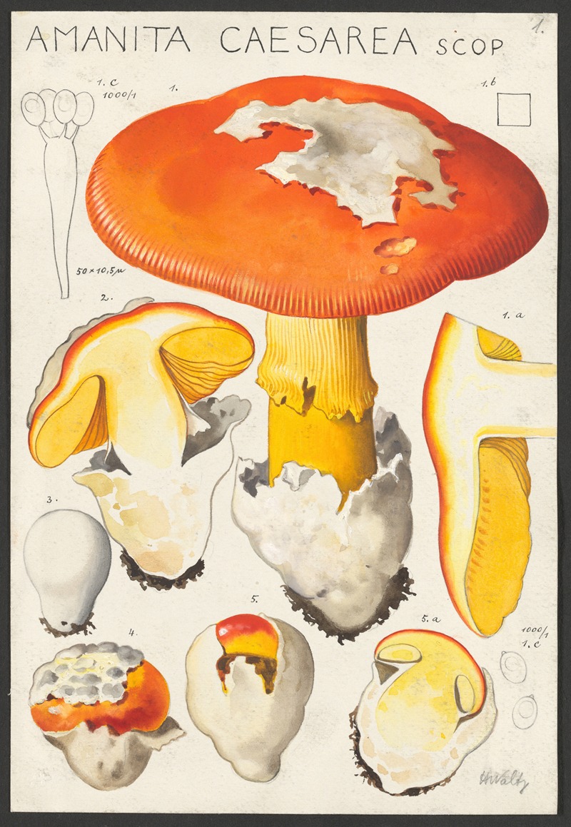 Hans Walty - Amanita caesarea Scop