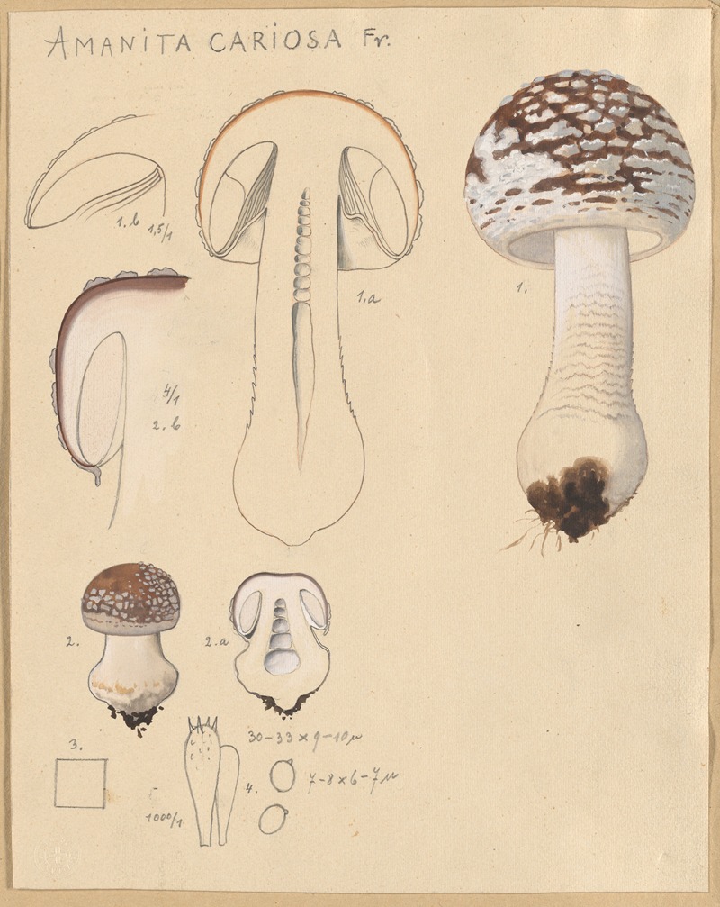 Hans Walty - Amanita cariosa