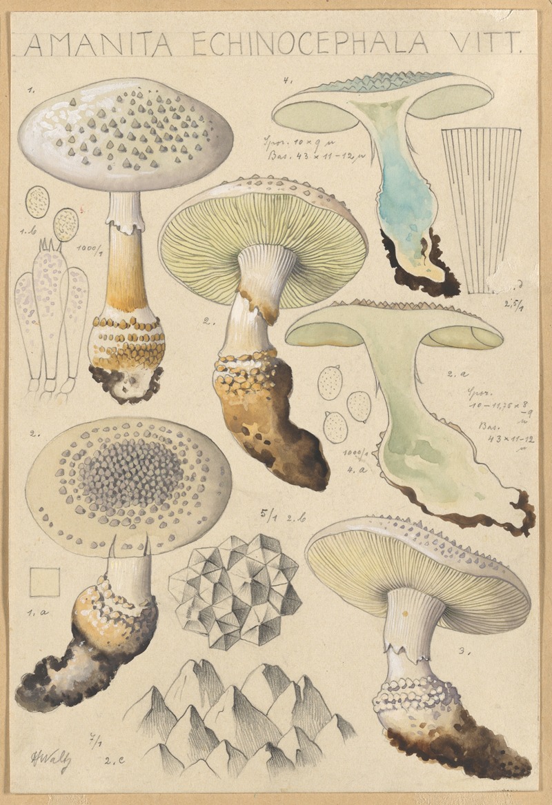 Hans Walty - Amanita enchinocephala