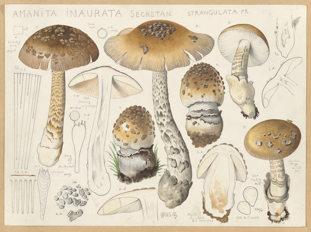 Hans Walty - Amanita inaurata Secretan, strangulata Fr.