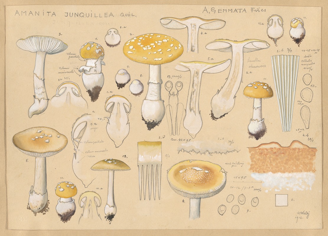 Hans Walty - Amanita junquillea Quél.