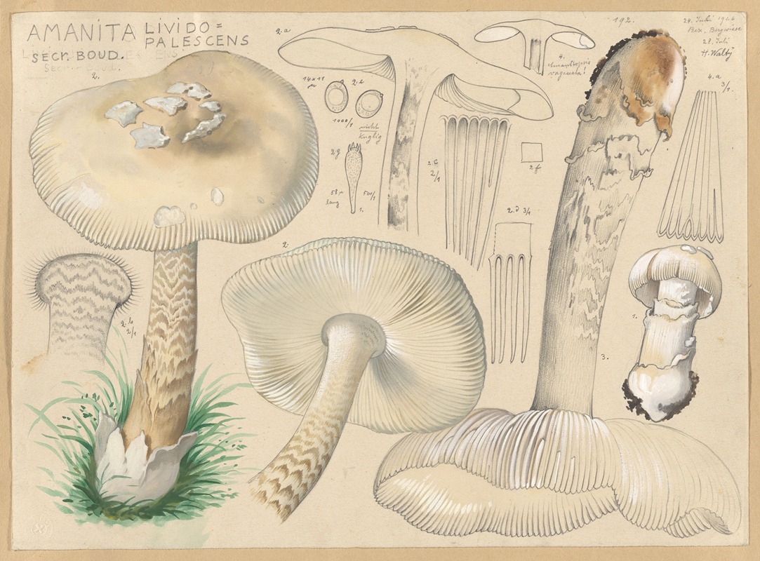 Hans Walty - Amanita lividopalescens Secr. Boud.