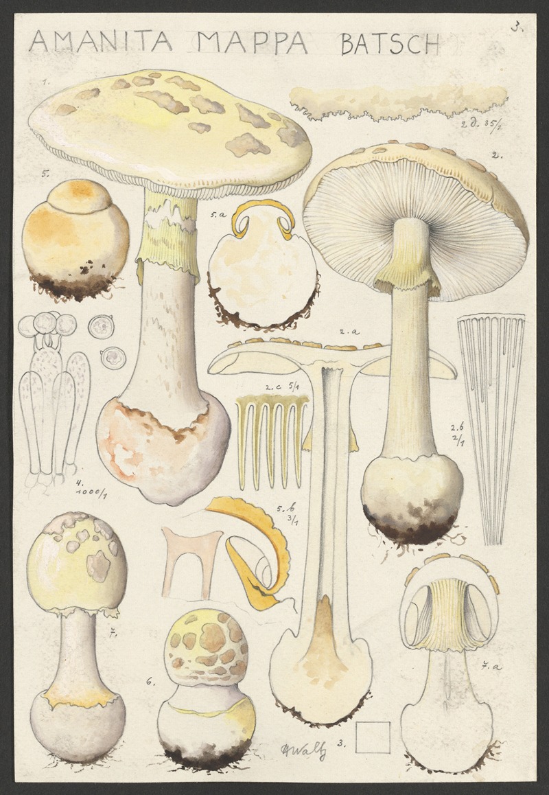 Hans Walty - Amanita mappa Batsch 2