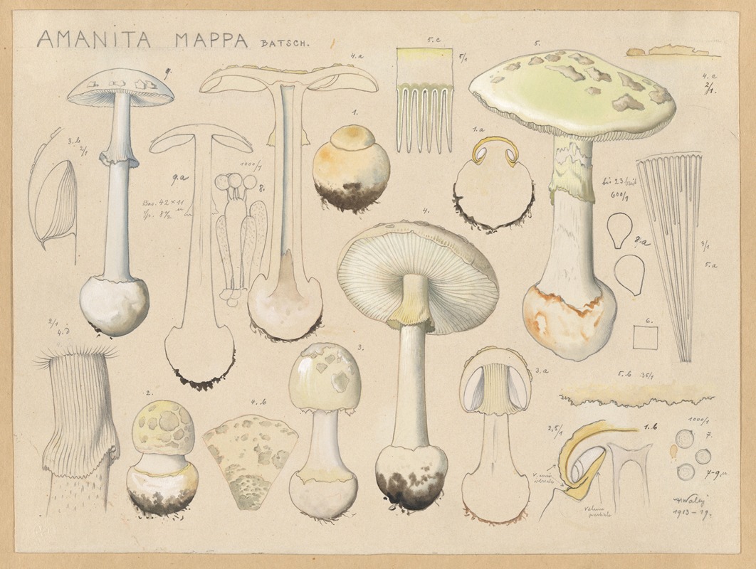 Hans Walty - Amanita mappa Batsch.