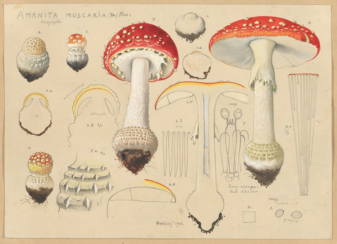 Hans Walty - Amanita muscaria (L) Pers.