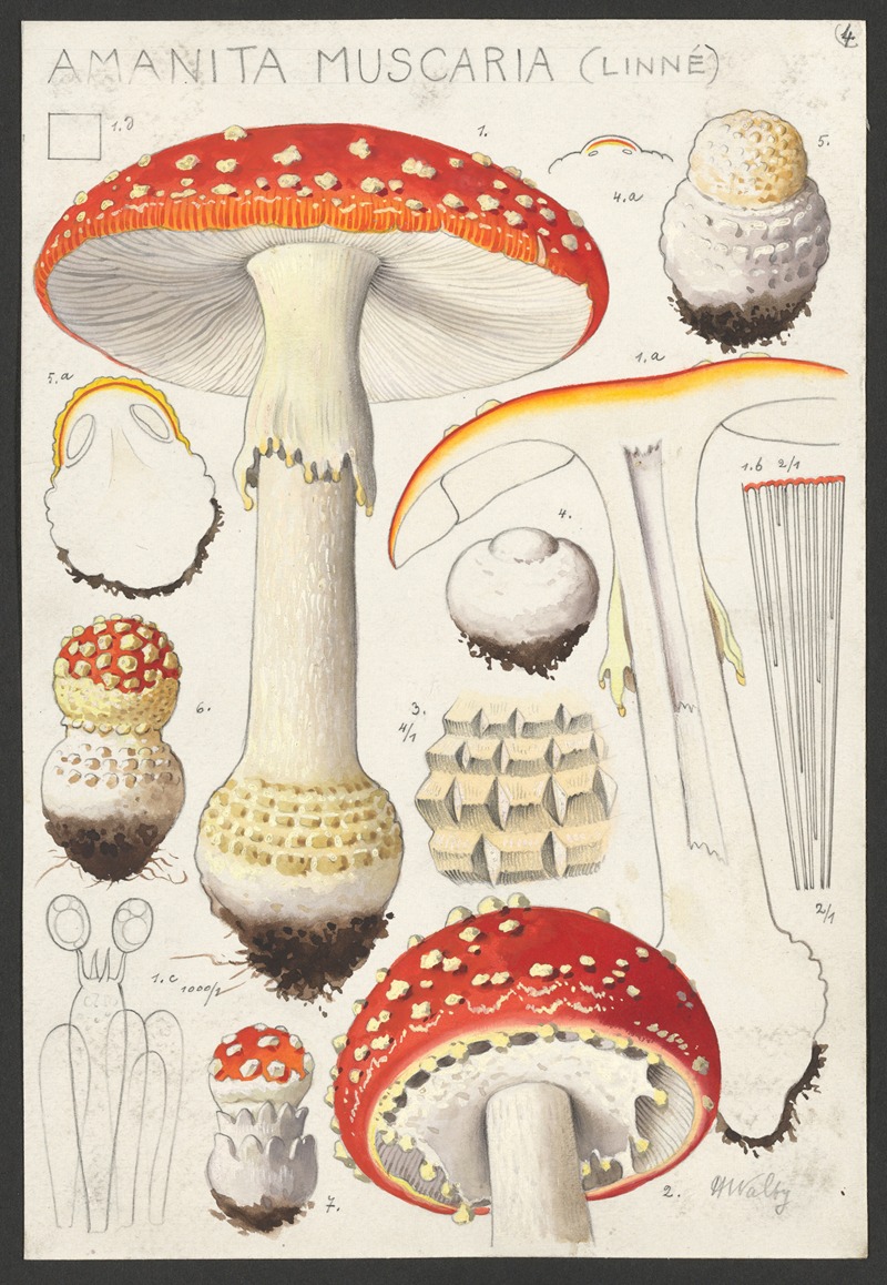 Hans Walty - Amanita muscaria (Linné)