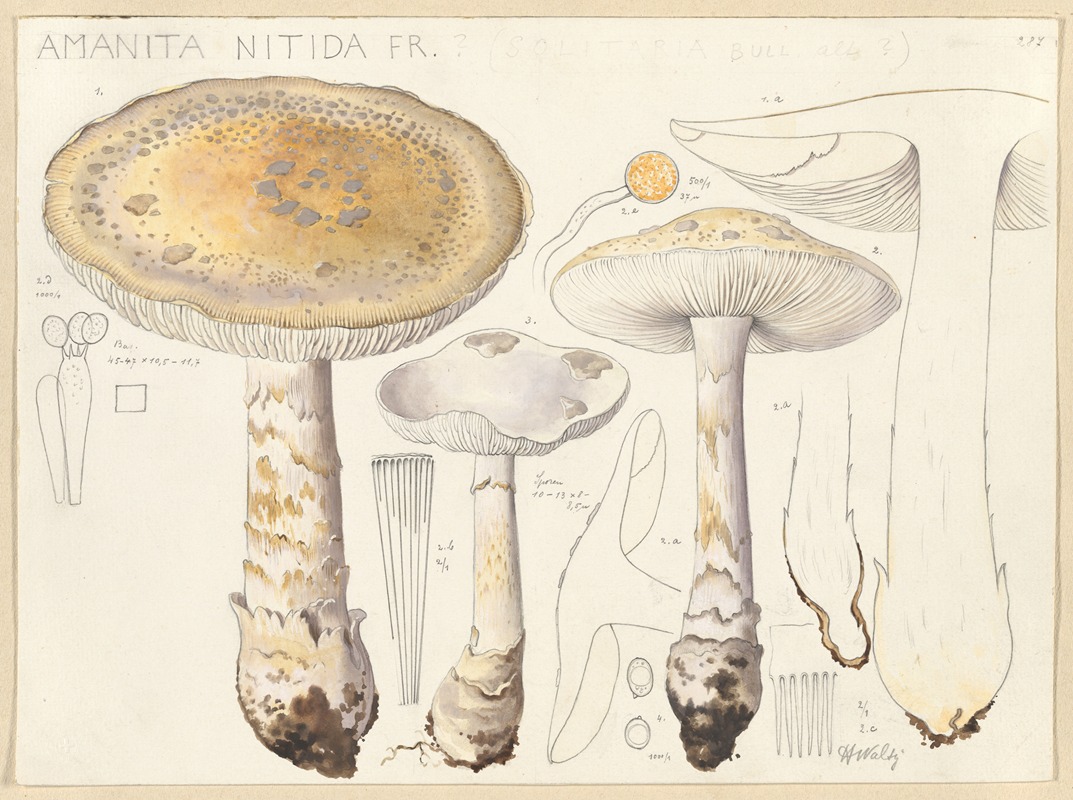 Hans Walty - Amanita nitida Fr.