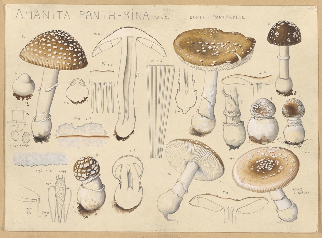 Hans Walty - Amanita pantherina Cand.