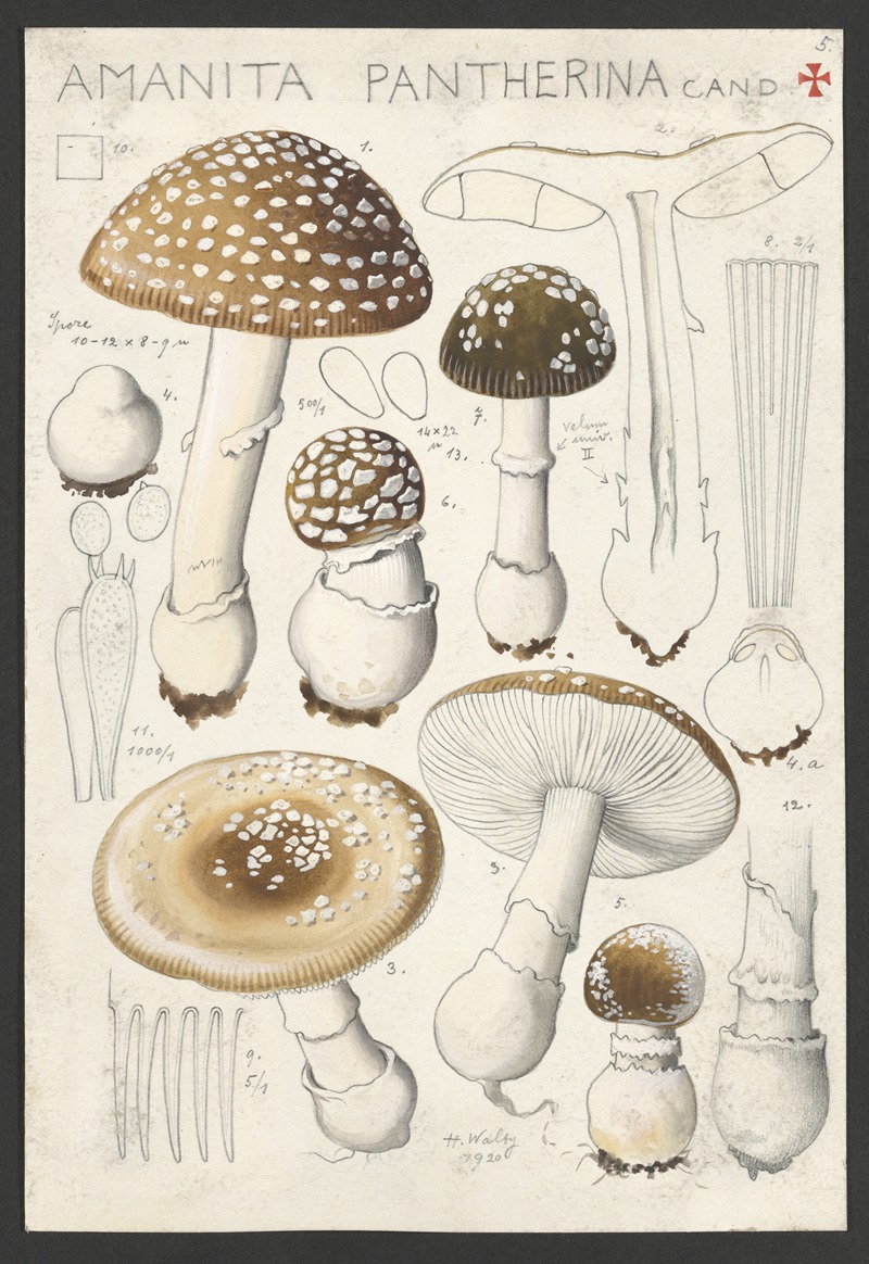 Hans Walty - Amanita pantherina Cand