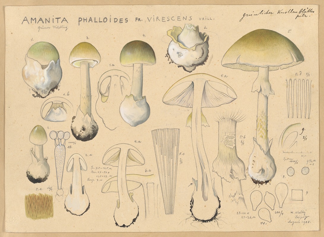 Hans Walty - Amanita phalloides Fr., virescens Vaill.