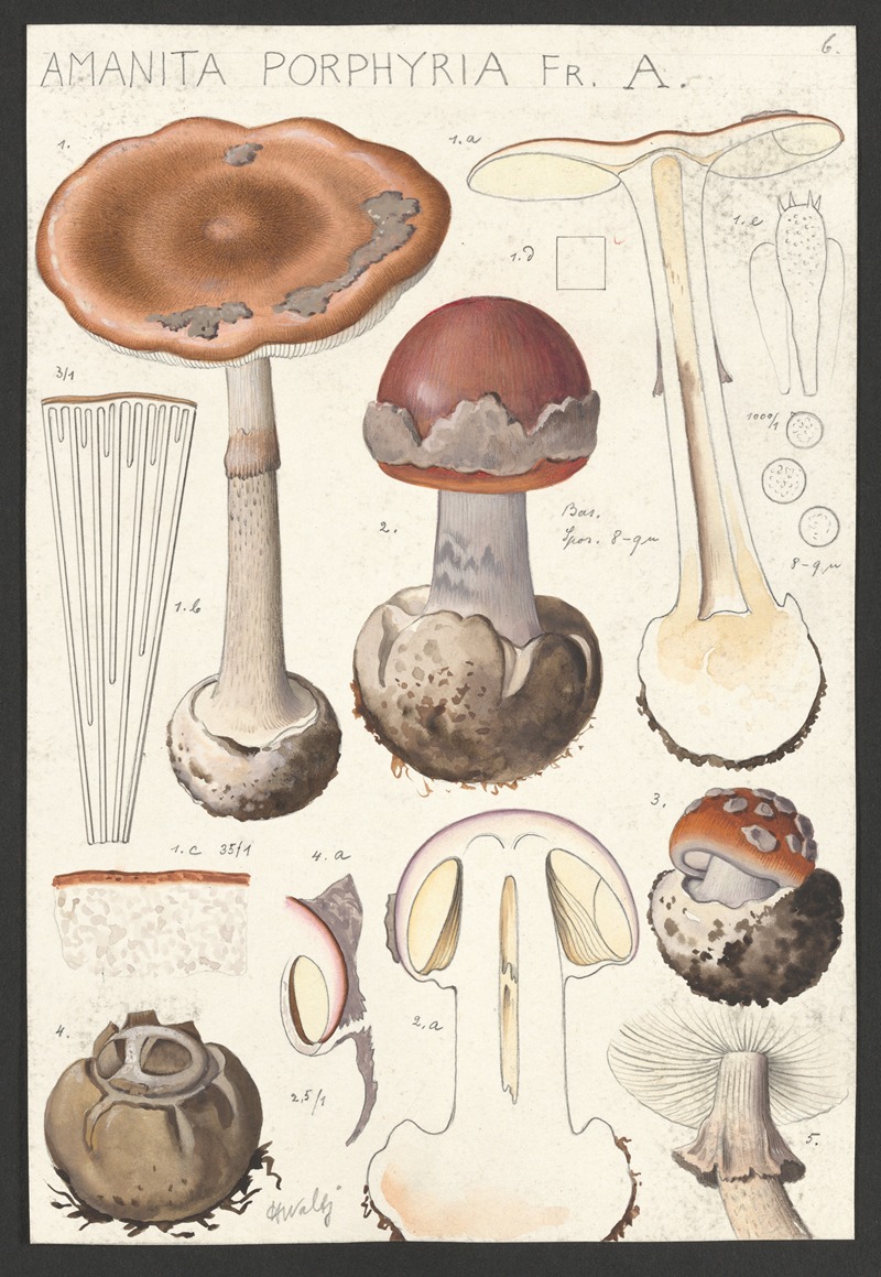 Hans Walty - Amanita porphyria Fr. A.