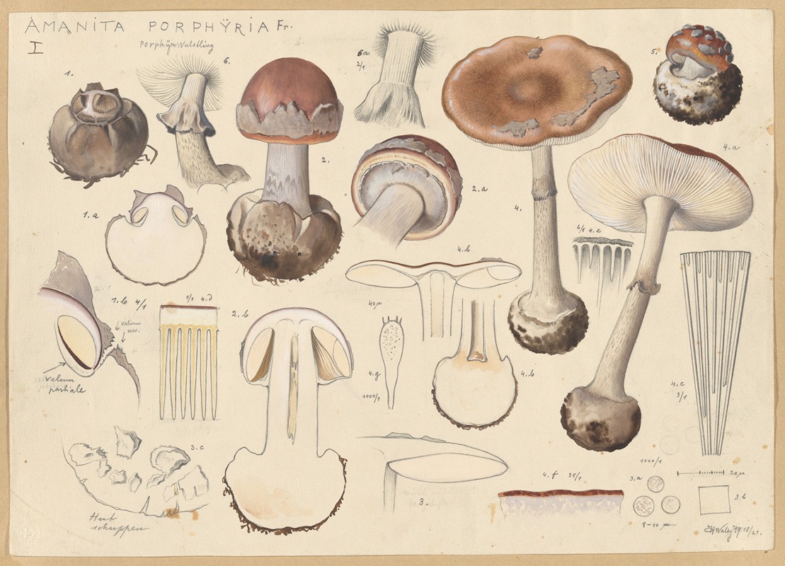 Hans Walty - Amanita porphyria Fr.