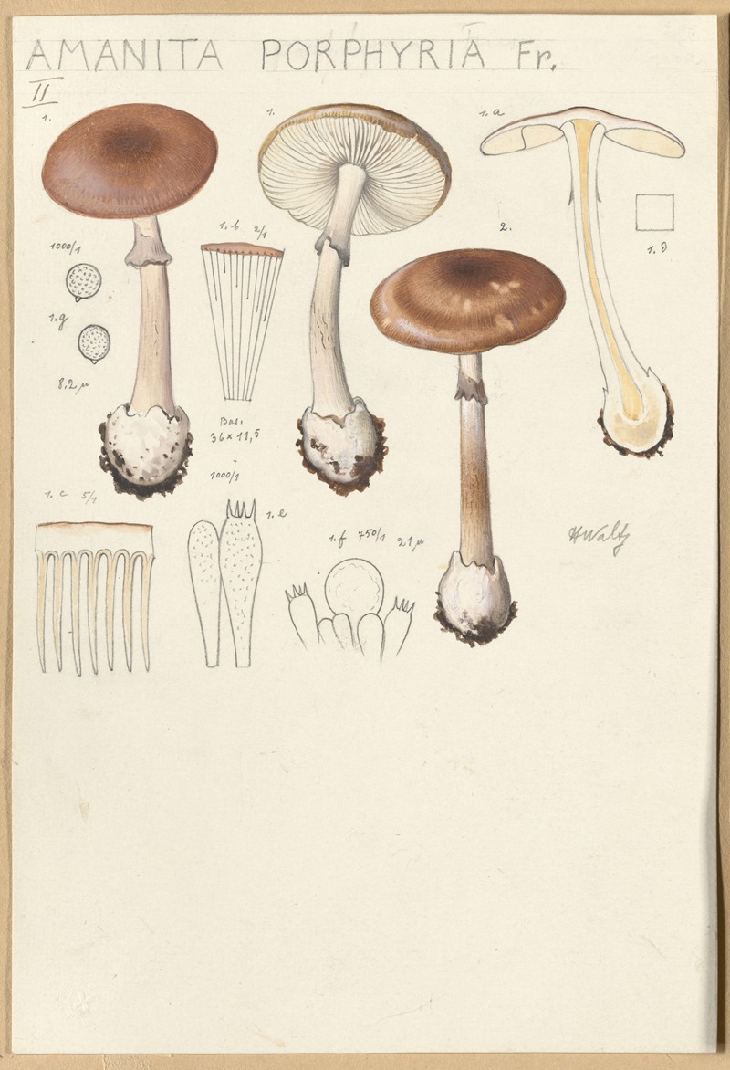 Hans Walty - Amanita porphyria Fr