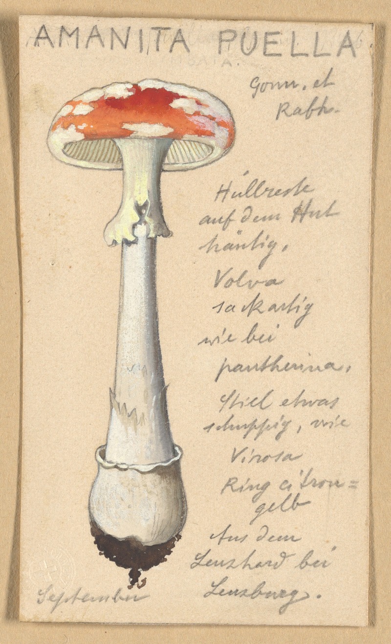 Hans Walty - Amanita puella