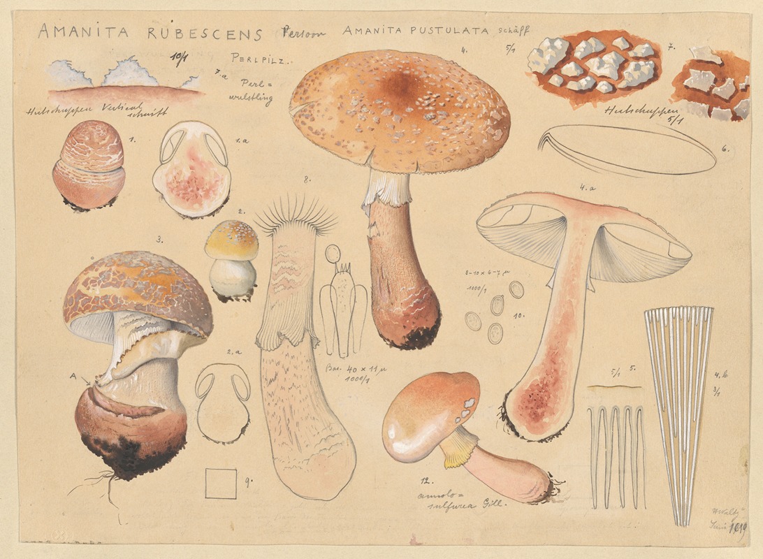 Hans Walty - Amanita rubescens Person, Amanita pustulata Schäff