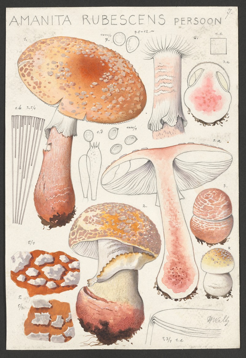 Hans Walty - Amanita rubescens Persoon