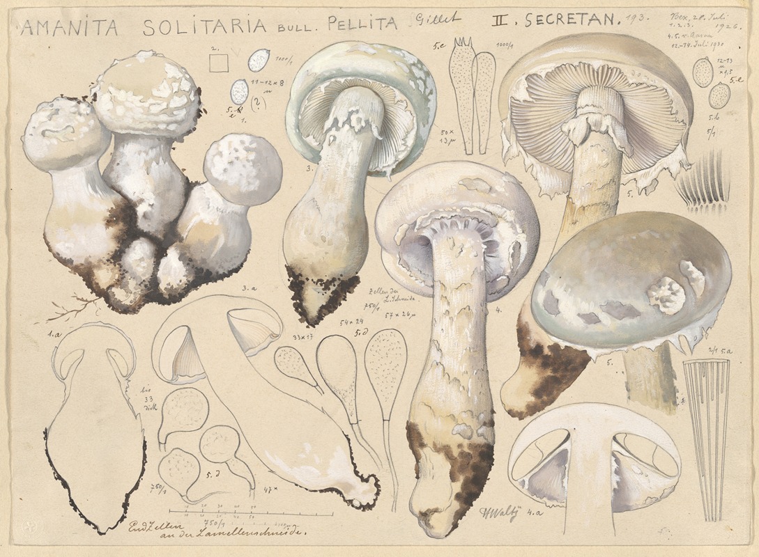 Hans Walty - Amanita solitaria Bull., pellita Gillet, II. secretan