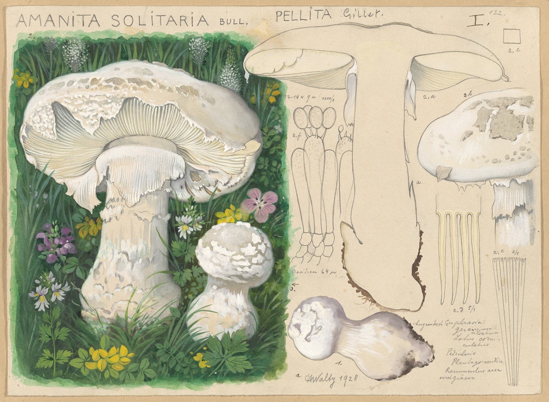 Hans Walty - Amanita solitaria Bull., pellita Gillet