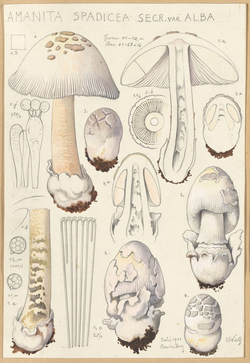 Hans Walty - Amanita spadicea Secr. ver Alba