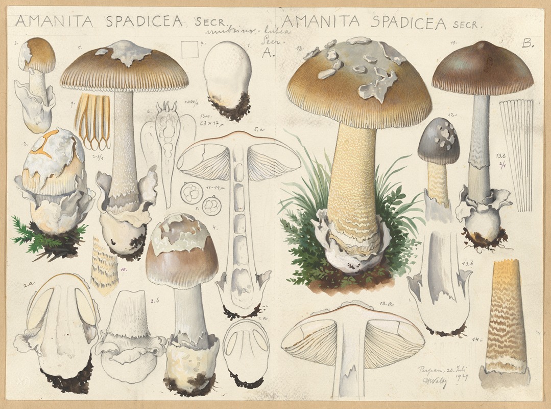 Hans Walty - Amanita spadicea Secr.