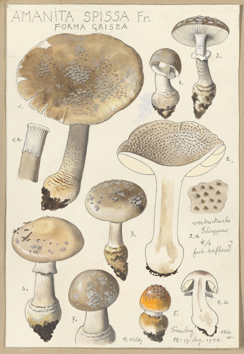 Hans Walty - Amanita spissa Fr., forma grisea