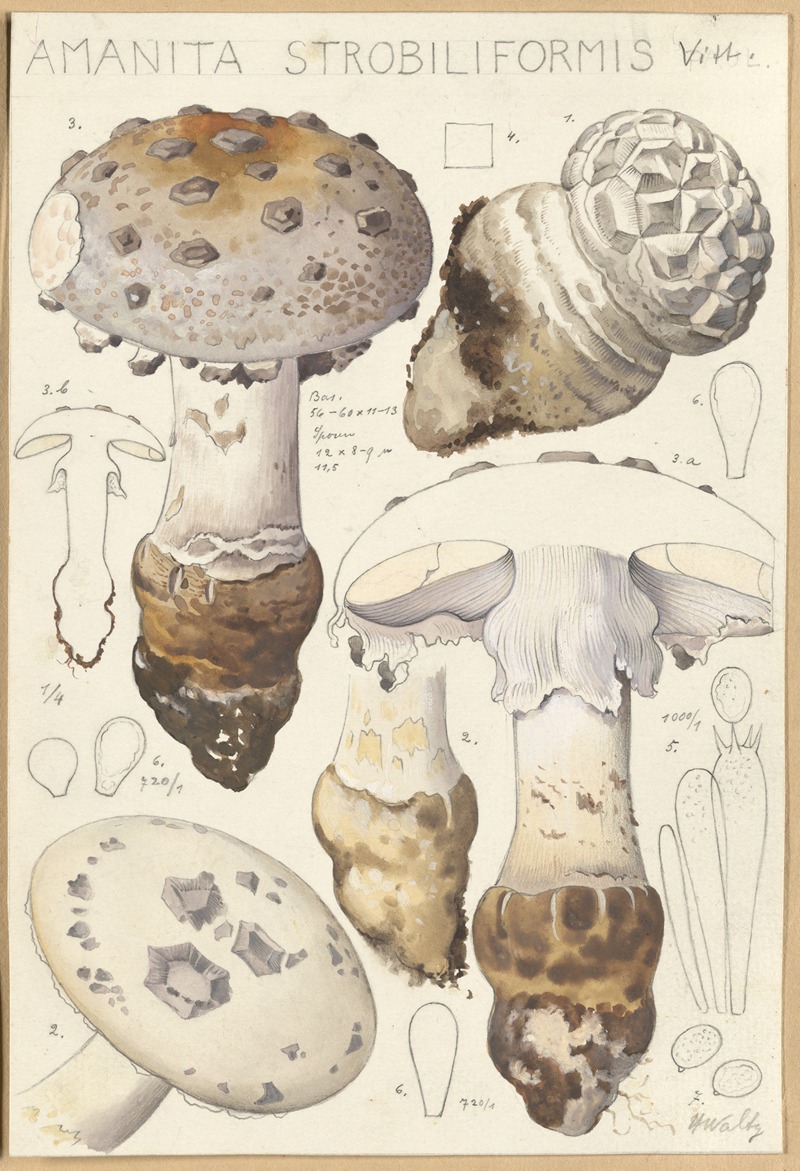 Hans Walty - Amanita strobiliformis