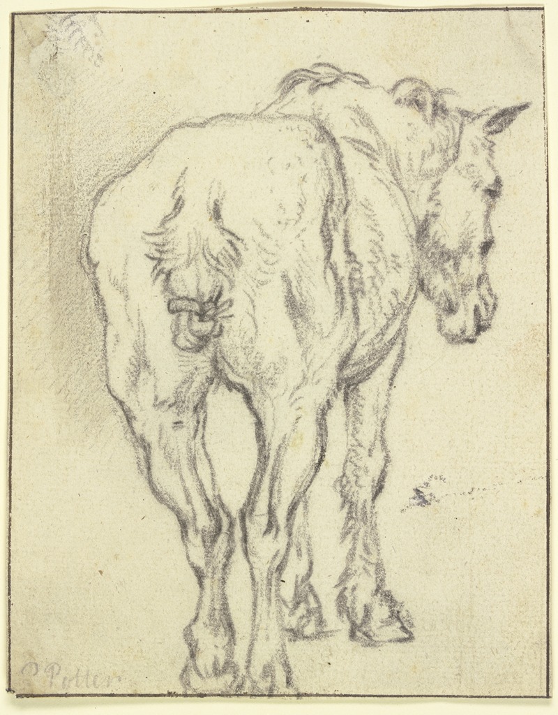 Paulus Potter - Pferd mit zusammengebundenem Schweif in Rückansicht