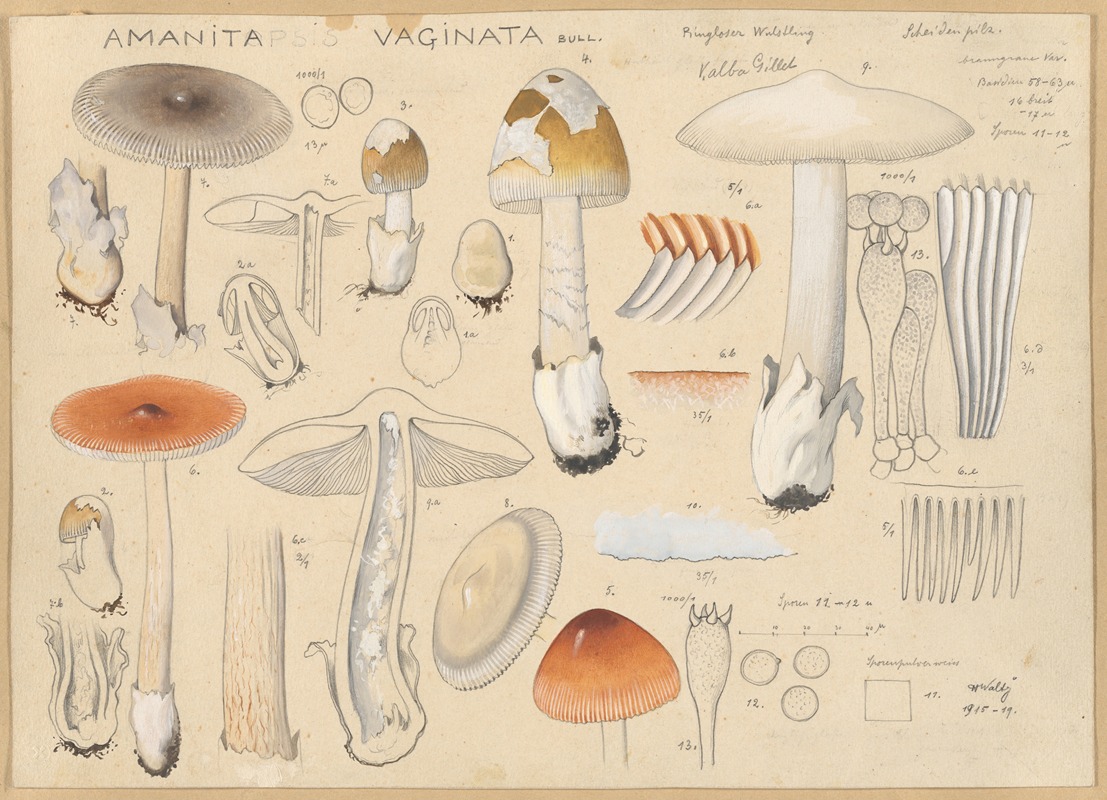 Hans Walty - Amanita vaginata Bull.