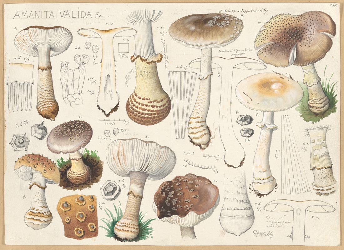 Hans Walty - Amanita valida Fr.