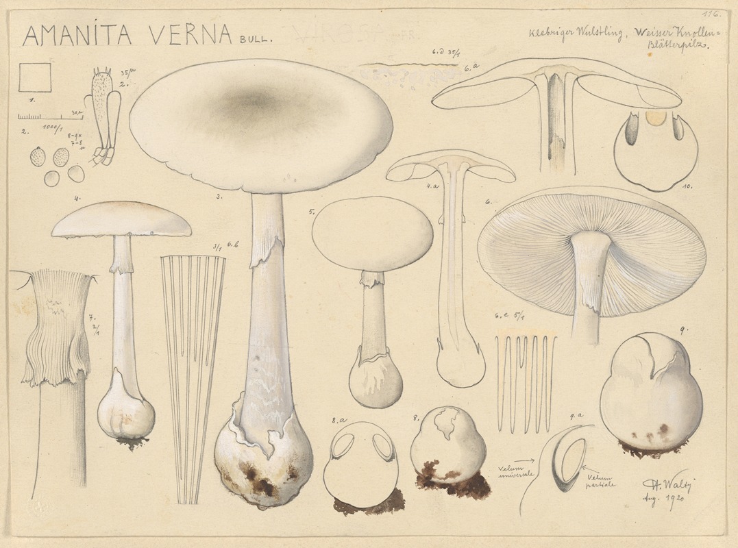 Hans Walty - Amanita verna Bull.