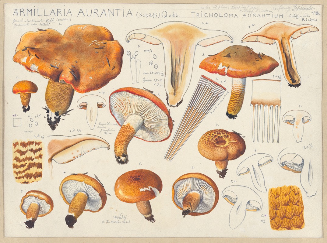 Hans Walty - Armillaria aurantia (Schäff) Quél, Tricholoma aurantium Schff., nach Ricken