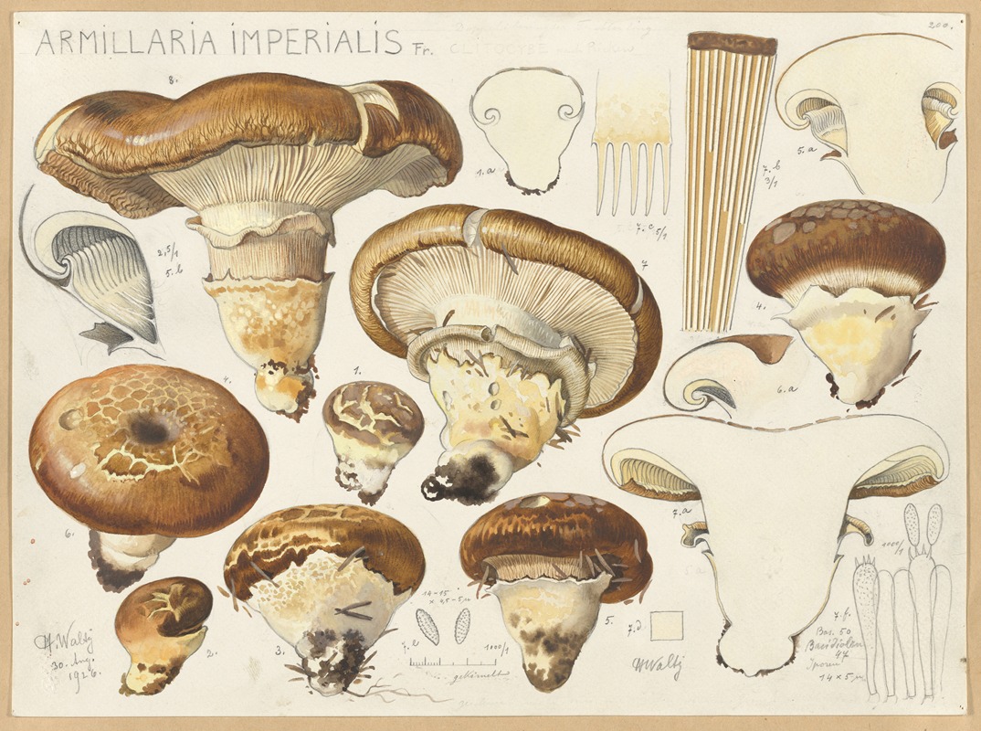 Hans Walty - Armillaria imperialis Fr.