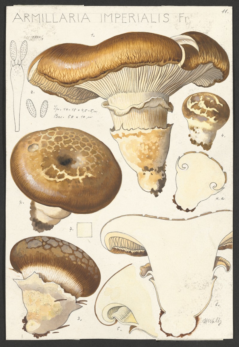 Hans Walty - Armillaria imperialis Fr