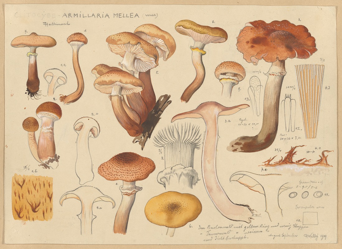 Hans Walty - Armillaria mellea (Wahl)