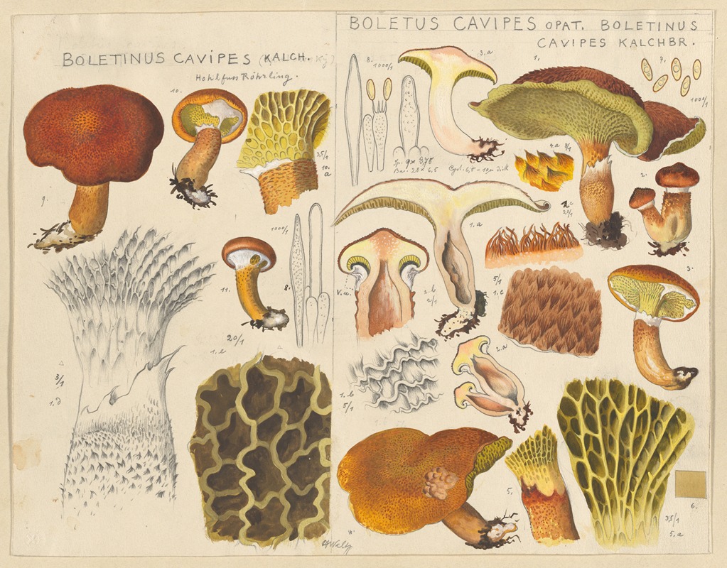 Hans Walty - Boletinus cavipes Kalch., Boletus cavipes Opat. Boletinus cavipes Kalchbr.