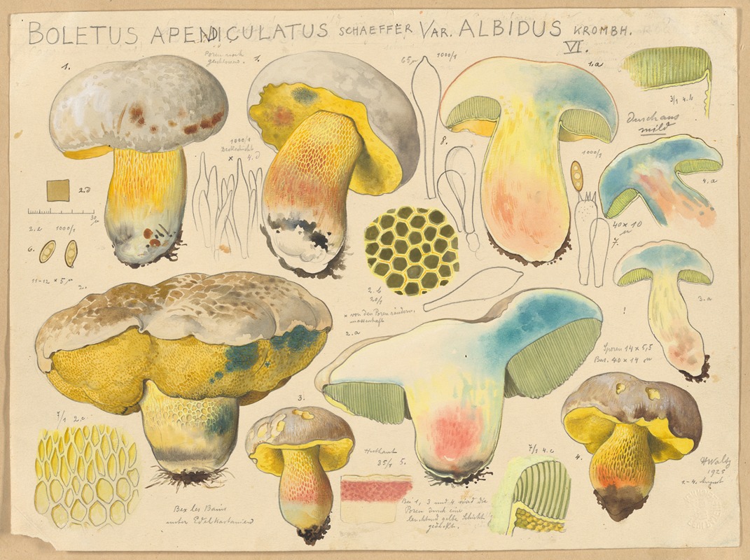 Hans Walty - Boletus apendiculatus Schaeffer var. albidus Krombh.