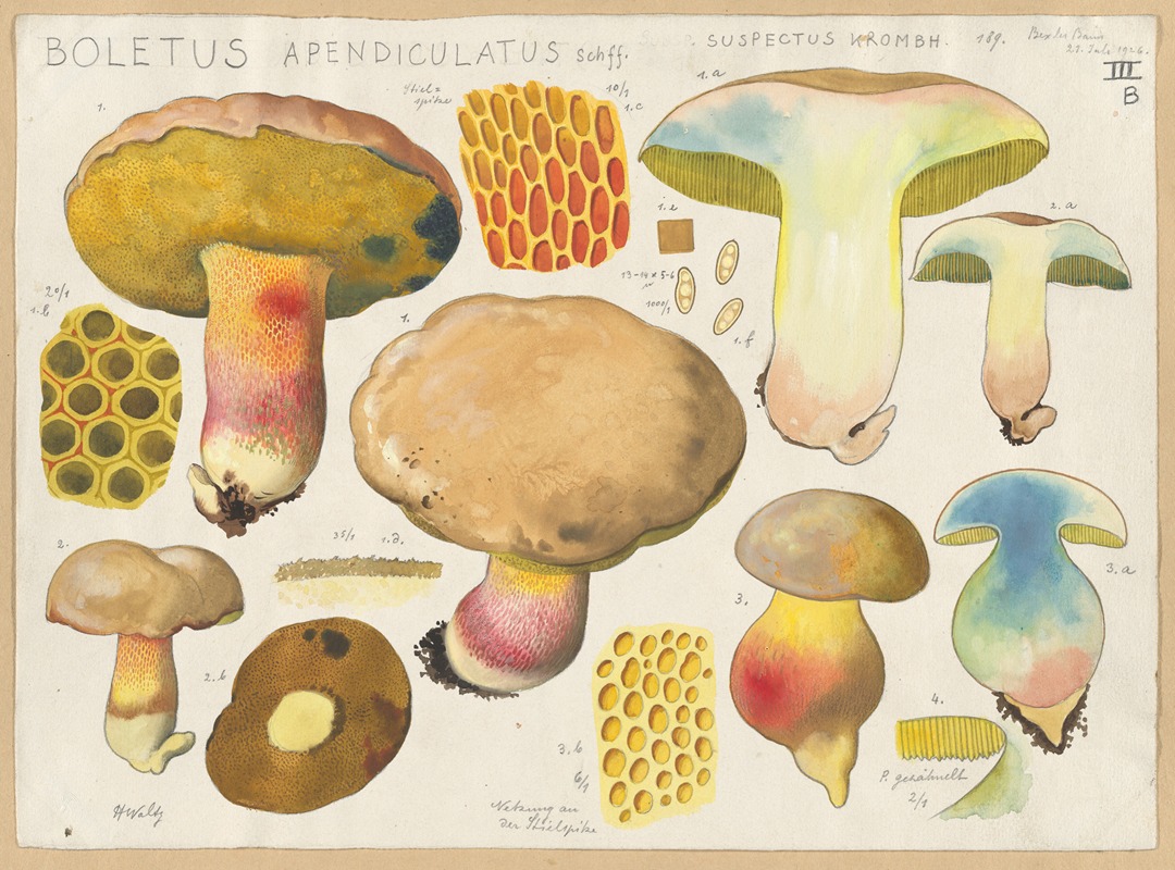 Hans Walty - Boletus apendiculatus Schff. suspectus Krombh.